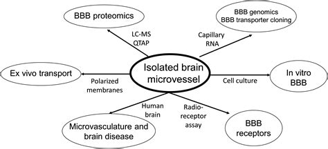 Frontiers The Isolated Brain Microvessel A Versatile Experimental