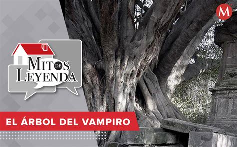 Leyenda Del Rbol Del Vampiro En Guadalajara Grupo Milenio