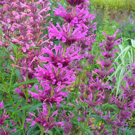 agastache mexicana - Sequim Plants - My Garden Site