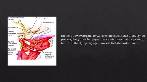 Glossopharyngeal Nerve Hypoglossal Nerve And Its Applied Anatomy Ppt