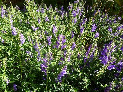 ШЛЕМНИК БАЙКАЛЬСКИЙ* (SCUTELLARIA BAICALENSIS*)