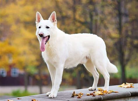 Weißer Schäferhund im Rasseportrait ZooRoyal Magazin