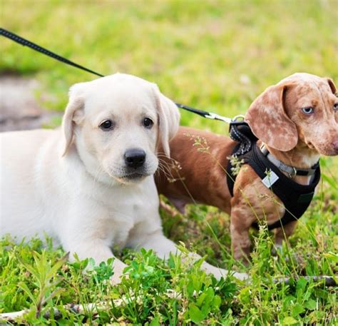 10 Best Dog Hunting Breeds: Hounds, Pointers, Retrievers & More!