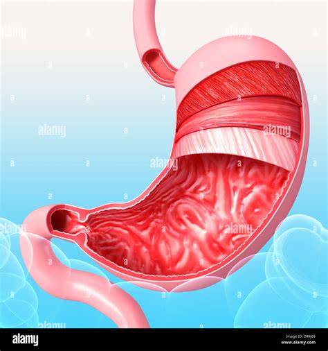 Mucosa Dello Stomaco Immagini E Fotografie Stock Ad Alta Risoluzione