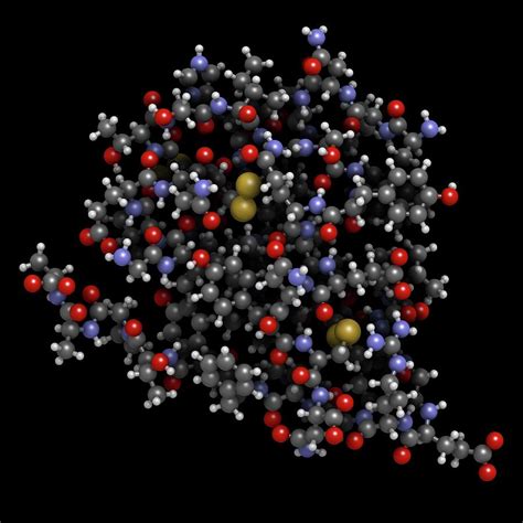 Insulin Hormone Molecule Photograph By Molekuul Science Photo Library