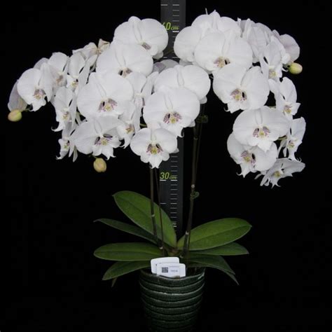 5008 Фаленопсис Younghome Princess белая размер 1,7 – Продажа сортовых ...