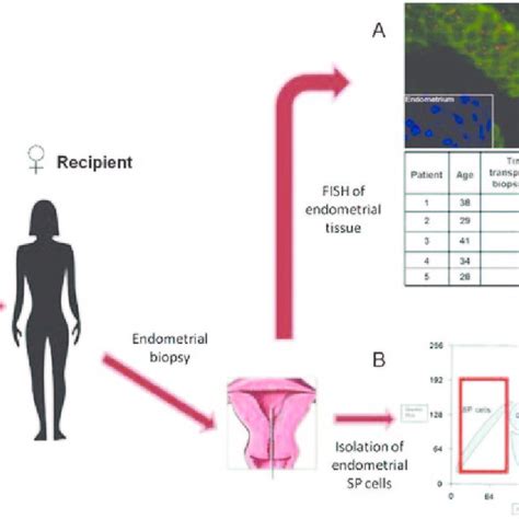 Bone Marrowderived Cells In The Human Endometrium Of Transplanted