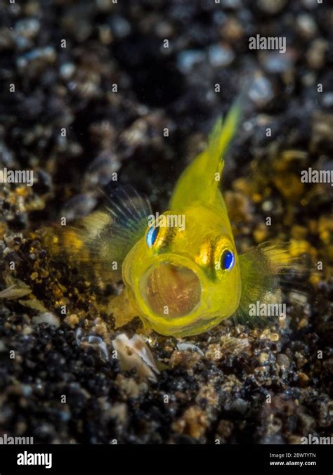 Indonesia Underwater Portrait Of Yellow Clown Goby Gobiodon Okinawae