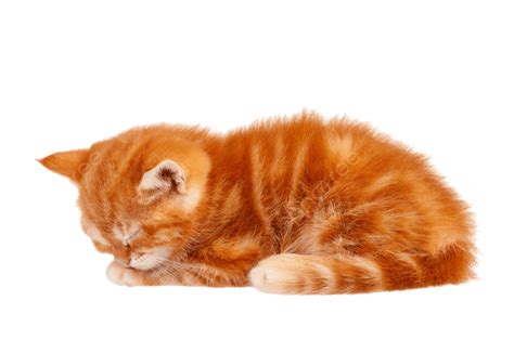 كس القطة الحمراء, جميل, خرخرة, يقطع PNG صورة للتحميل مجانا