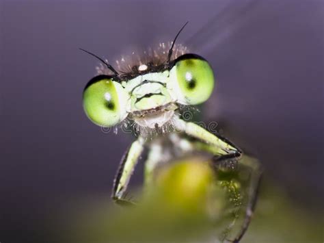 Damselfly Funny Eyes Stock Photo Image Of Funny Macro 83737814