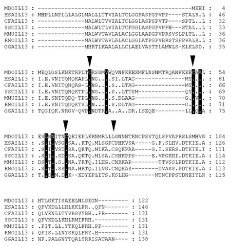 Alignment Of Il 13 Amino Acid Sequences Inverted Triangles Indicate Download Scientific