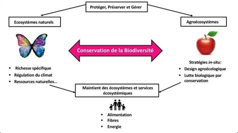 Conservation De La Biodiversit Dictionnaire Dagro Cologie