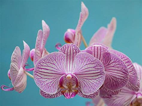 Alles Was Sie Ber Orchideen Wissen M Ssen Um Gesund Und Stark Zu