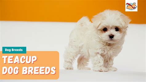 Teacup Puppies Breeds