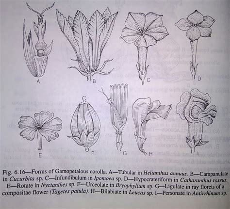 Corolla flowers and its types-digieduco