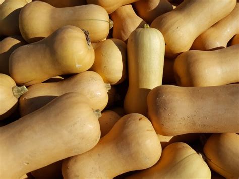 Tout Savoir Sur La Courge Butternut Potager City