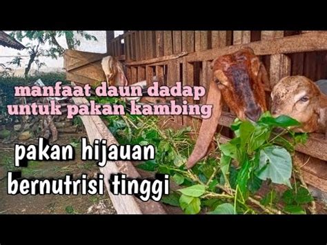 Manfaat Daun Dadap Untuk Pakan Kambing Jenis Pakan Hijauan Untuk