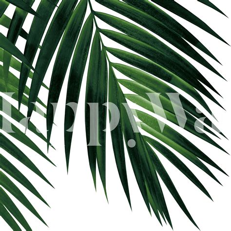 Tropical Green Palm Leaf Wallpaper for a Lush Interior | Happywall