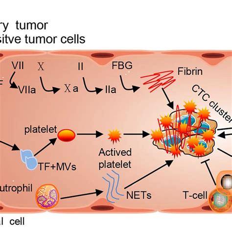 Tissue Factor Tf Positive Tumor Cells Easily Drop And Fall Off From