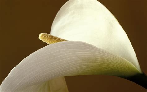 Download White Flower Flower Close Up Leaf Lily Nature Calla Lily Hd