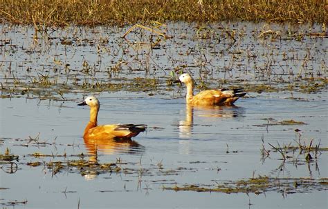 Bird Ruddy Shelduck Tadorna - Free photo on Pixabay