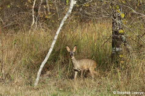 Stéphan Levoye Photographe de la faune sauvage Banque d images