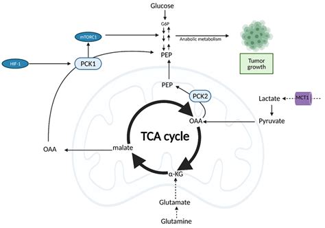 Cells Free Full Text Mechanisms Of Metabolic Reprogramming In