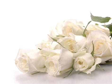 White Roses Backgrounds - Wallpaper Cave