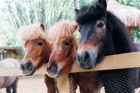 What Is A Group Of Ponies Called Ponies Collective Nouns Online