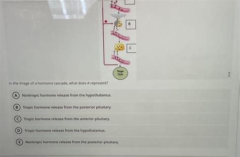 Solved In the image of a hormone cascade, what does A repi | Chegg.com