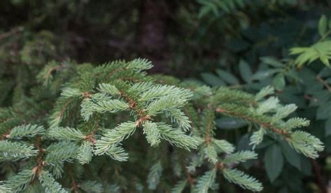 Foraging and Cooking with Spruce Tips