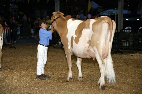 Cows - Golden Guernsey Cows — Rock Hill Orchard & Woodbourne Creamery