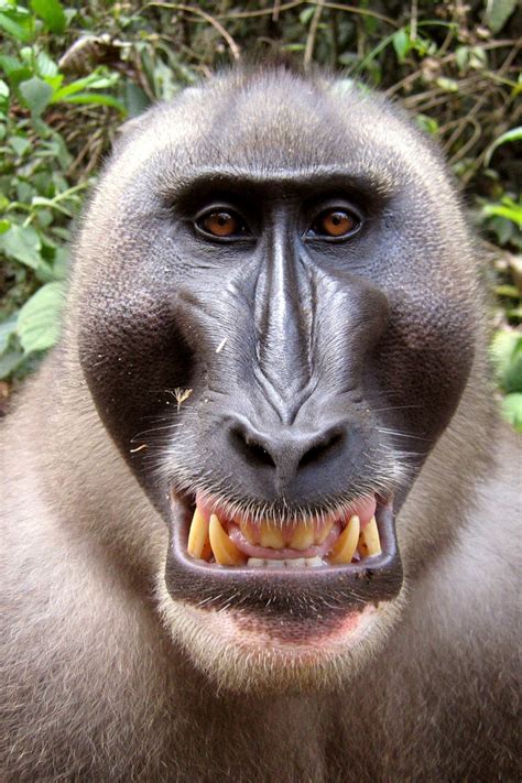 red  blue faced monkey