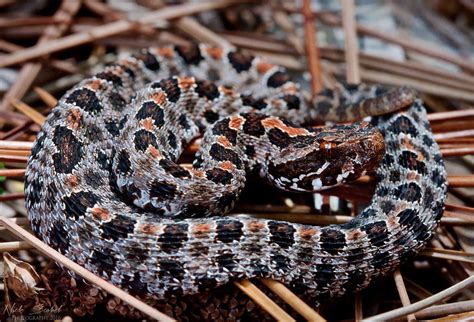 23 Pygmy Rattlesnake Ideas In 2021