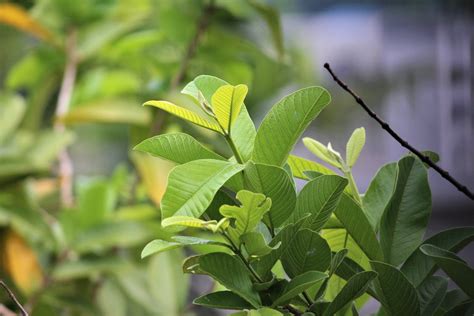 Free stock photo of Guava leaves