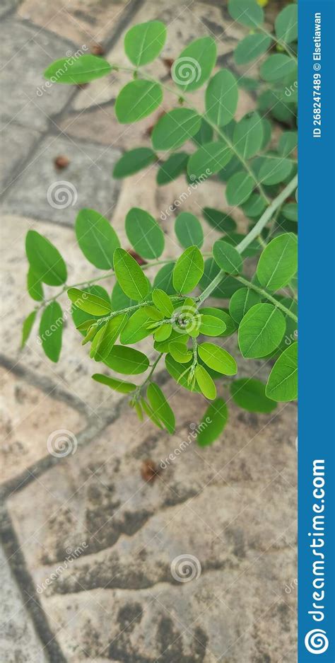 Leaf Of The Robinia Pseudoacacia Plant Close Up Stock Image Image Of