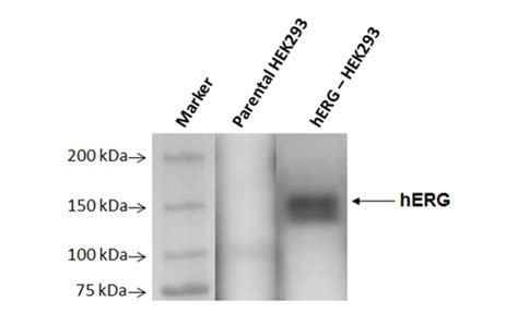 Herg Kv Hek Recombinant Cell Line