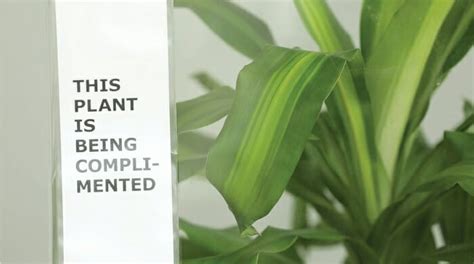 Ikea S Experiment Reveals What Happens To A Plant If You Bully It For