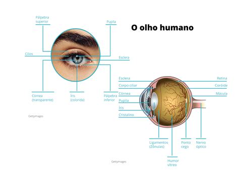 Plano de Aula 6º Ano A estrutura do olho humano