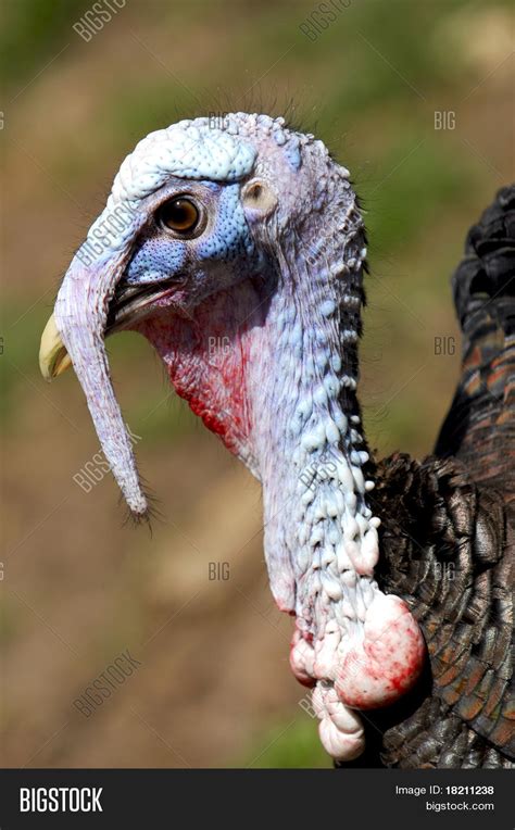 Male Turkey Head Image & Photo (Free Trial) | Bigstock