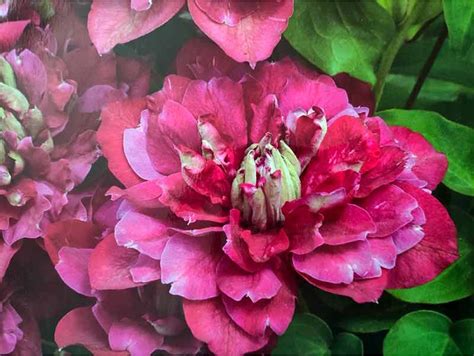 Powojnik Clematis Hot Kisses Pe Ny Kwiat