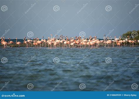 BIRDS- Bahamas- Close Up of a Flock of Wild Flamingos Wading in the Sea