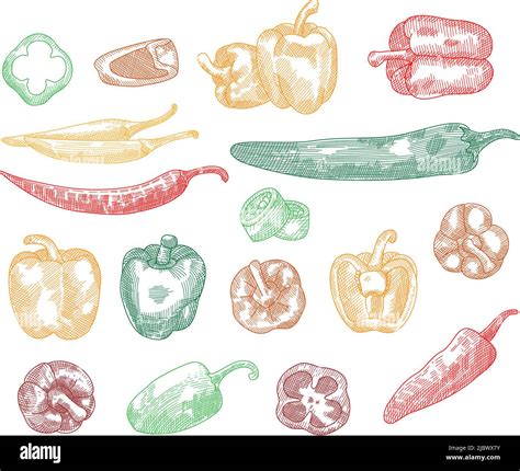 Set Of Pepper Hand Drawn Sketch Red Hot Chili Peppers And Bell Peppers