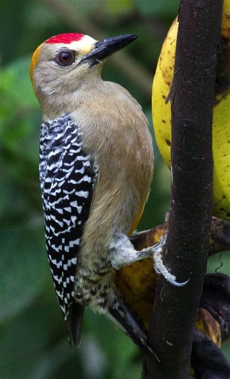 A Bird Is Perched On A Tree Branch Next To Some Bananas And Other Fruit