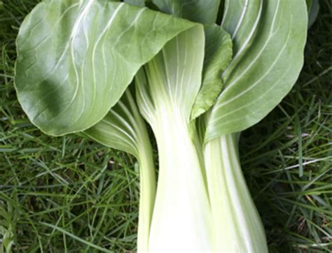 De Bolster Pak Choi Taisai G Bloomling Deutschland