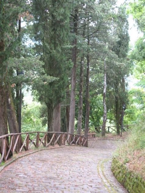 The Walk Down From Capress Bonanotte Tuscany Tree Trunk Favorite