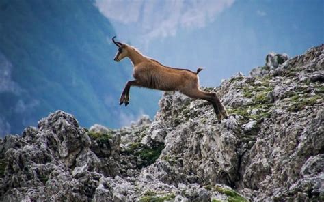 Introducerea Caprei Negre Pe Lista Animalelor Ce Nu Pot Fi Vânate A