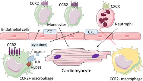 The Functional Heterogeneity Of Resident Cardiac Macrophages In