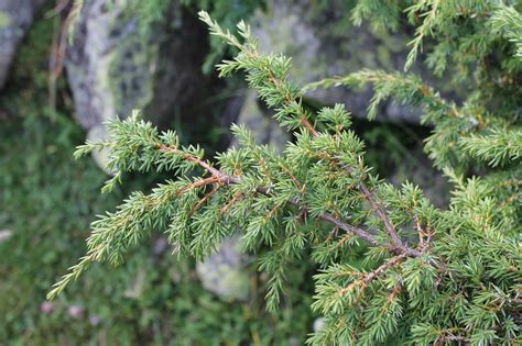 Juniperus hemisphaerica - Изображение особи - Плантариум