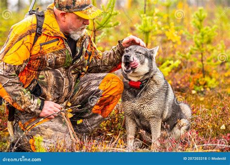 hunter   elkhound outdoor hunting season stock photo image